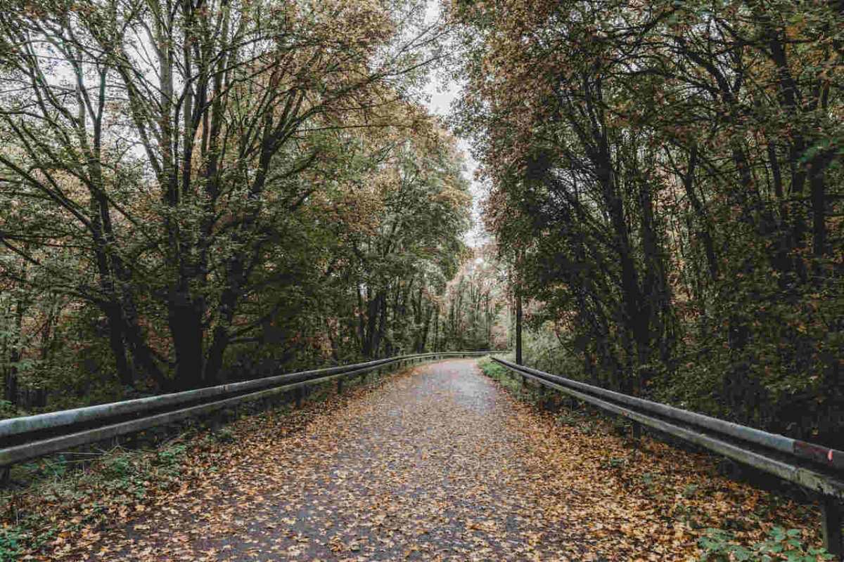 A tranquil rural road covered with fall leaves bending through a lush forest on an overcast autumn day.