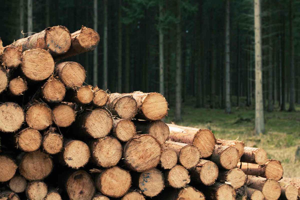 A stack of freshly chopped logs in a dense forest, showcasing natural wood textures.